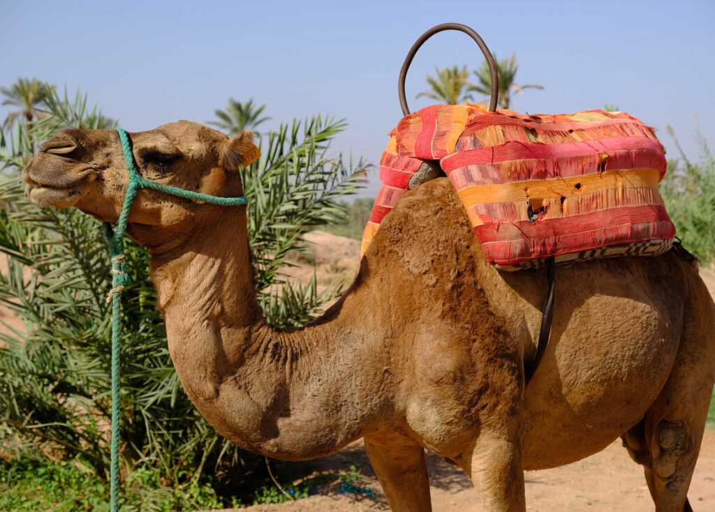 Agafay Desert Camel Ride Dinner